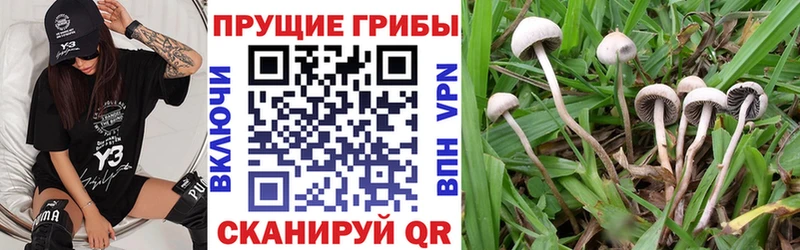 Псилоцибиновые грибы Magic Shrooms  Жирновск 