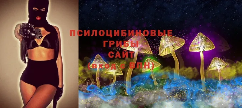 Галлюциногенные грибы Psilocybe  ОМГ ОМГ как зайти  Жирновск 